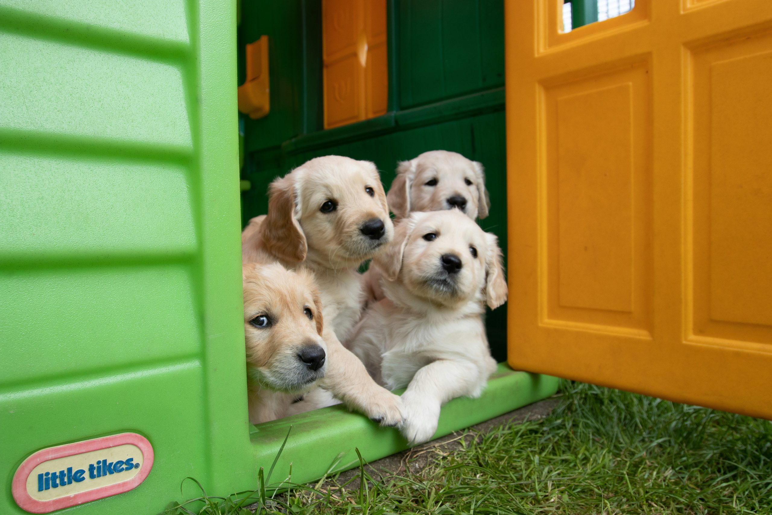 Blije honden in een hondenbench.